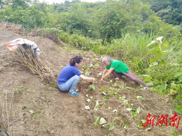 新澳资料免费精准期期准，守株释义解释落实的重要性