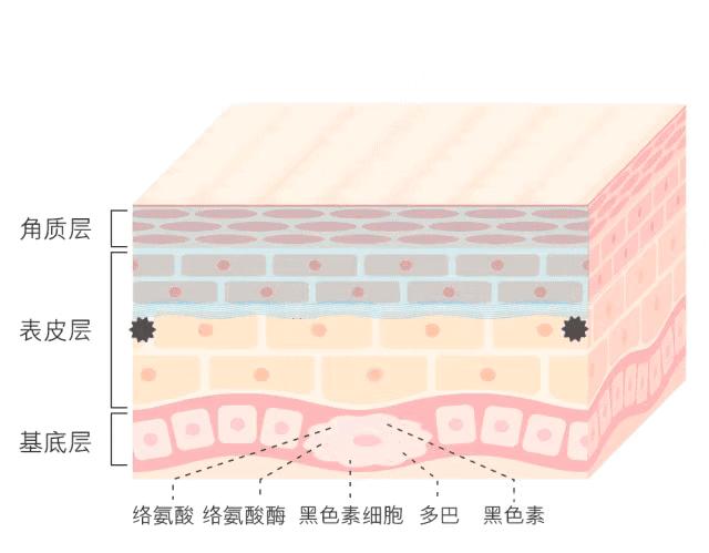 白小姐一码一肖中特一肖，循环释义、解释与落实